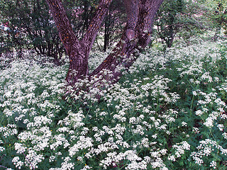 Image showing Field flowers