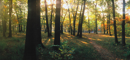 Image showing Autumn forest