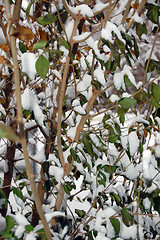 Image showing Winter in garden