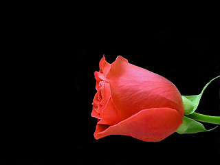 Image showing Red Rose on Black