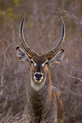 Image showing Waterbuck