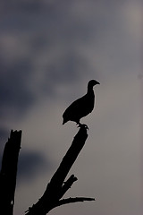 Image showing Swainson's francolin