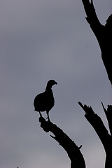 Image showing Swainson's francolin