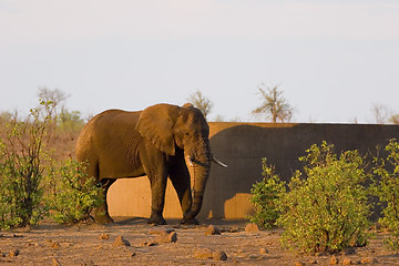 Image showing African Elephant