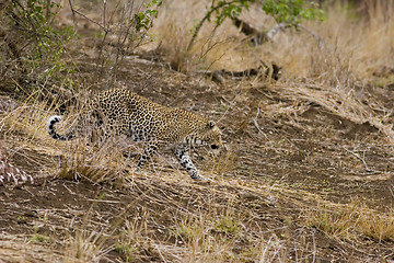 Image showing Leopard