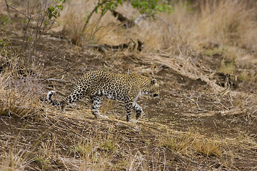 Image showing Leopard