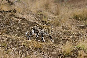 Image showing Leopard