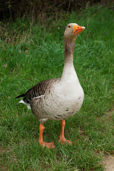 Image showing Defensive graylag goose standing tall in green grass