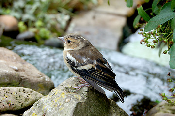 Image showing Baby chaffinch perched on rocks around a garden pond