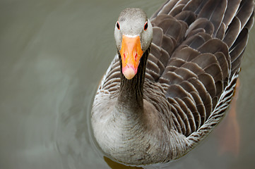 Image showing Greylag goose floating calmly on still waters