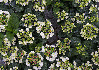 Image showing Hydrangea background