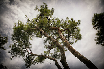 Image showing Pine tree against sky