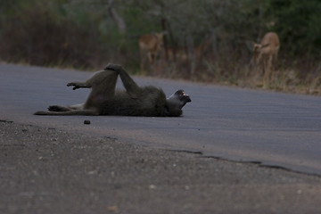 Image showing Chacma baboon