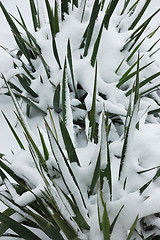 Image showing Garden in winter