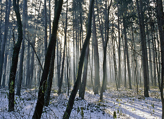 Image showing Forest in winter