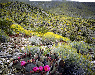 Image showing Blooming Desert, Anza-Borego, California