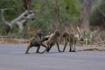 Image showing Chacma baboon