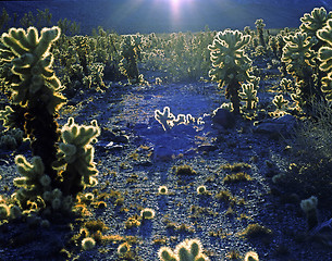 Image showing Cholla Cactus, California