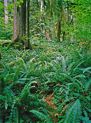 Image showing Forest 