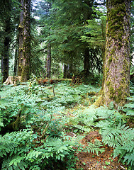 Image showing Forest, Oregon