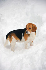 Image showing Beagle