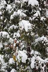 Image showing Winter in garden