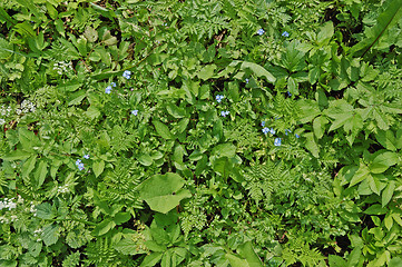 Image showing Plants and flowers