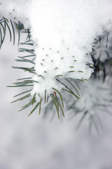 Image showing Garden in winter