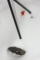 Image showing Garden in winter