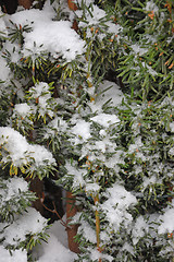 Image showing Winter in garden