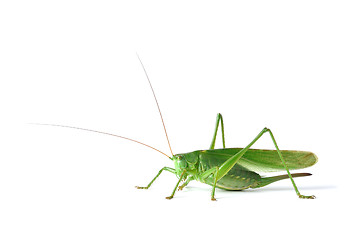 Image showing Grasshopper