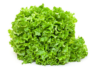 Image showing Fresh Salad Lettuce