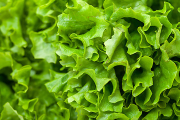 Image showing Fresh Salad Lettuce