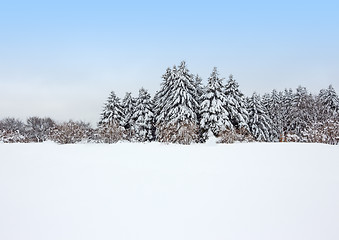 Image showing Calm winter forest after the snowstorm