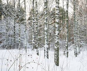 Image showing Birch trees in snow