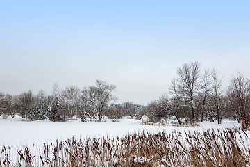 Image showing Reed growing by a snowy lake