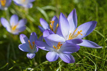 Image showing Crocus