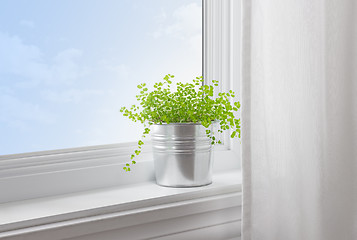 Image showing Green plant in a modern home