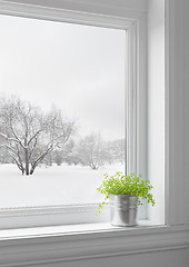 Image showing Green plant and winter landscape seen through the window