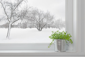 Image showing Winter landscape seen through the window, and green plant