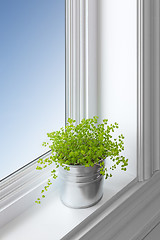 Image showing Green plant on a window sill
