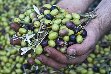 Image showing Olives in hands