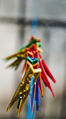 Image showing Colored clothes pegs