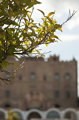 Image showing branch and the Zisa Castle in the background.