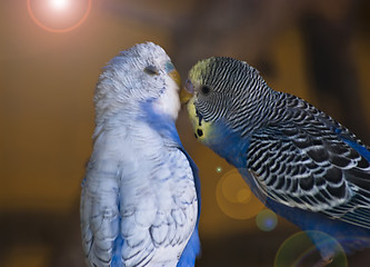 Image showing parrots in love