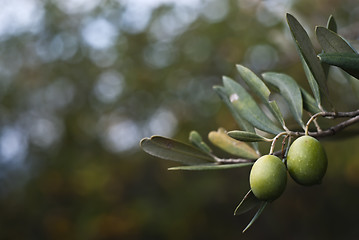 Image showing Green olives