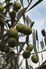 Image showing Green olives on branch