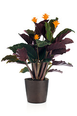 Image showing Eternal flame flower (calathea crocata)