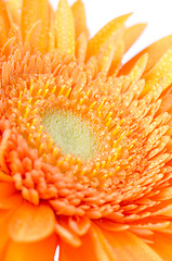 Image showing Gerbera flower