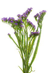 Image showing Statice flowers